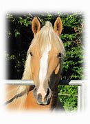 Image result for American Quarter Horse