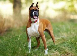 Image result for Boxer Breed of Dog