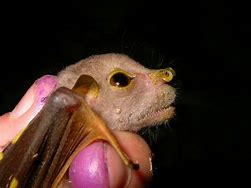 Image result for Mountain Tube-Nosed Fruit Bat