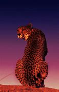 Image result for Cheetah Cross Wallpaper 4K