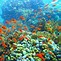 Image result for Under the Sea Pics