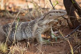 Image result for White-Throated Monitor
