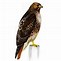 Image result for Hawk Identification
