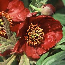 Image result for Paeonia delavayi