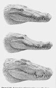 Image result for 3 Types of Crocodiles