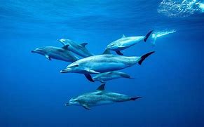 Image result for Dolphins Swimming Underwater
