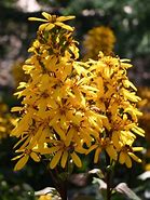 Image result for Ligularia hessei Laternchen