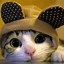 Image result for Cool Cat Desktop