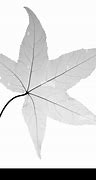 Image result for Maple Leaves Japanese Knife
