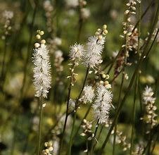 Image result for Cimicifuga japonica Silver Dance