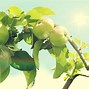 Image result for Fruit Apple Trees Wallpaper