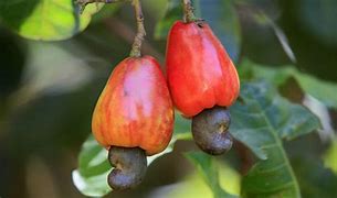 Image result for cashew
