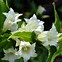 Image result for Gentiana White Magic
