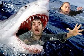 Image result for Biggest Shark Kill Ever