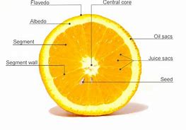 Image result for Orange Fruit Inside