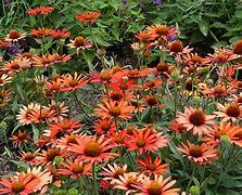 Image result for Orange Echinacea