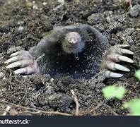 Image result for Townsend's Mole