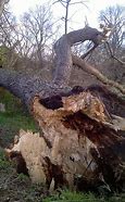 Image result for Monster Poplar Grove Manmade