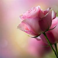 Image result for Single Pink Rose Flower