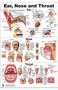 Image result for Throat Anatomy Spanish