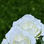 Image result for White Rose Phone Wallpaper