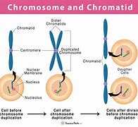 Image result for The Difference Between Chromosome and Chromatid