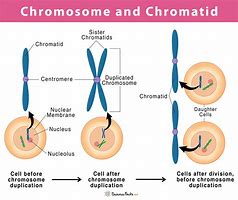Image result for Chromatin Comparison To