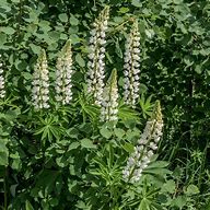 Image result for Lupinus polyphyllus noble maiden