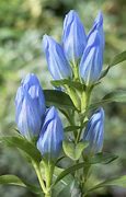 Image result for Gentiana Blue Magic
