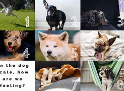 Image result for How Are You Feeling Today Dog Chart