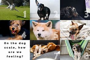 Image result for Dog Images How Do You Feel Today