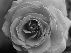 Image result for grayscales