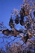 Image result for Cute Cartoon Bats Upside Down