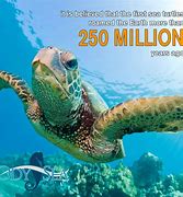 Image result for Largest Sea Turtle in the World