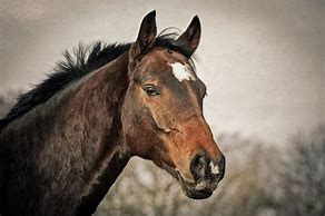 Image result for A Horse with No Name Background