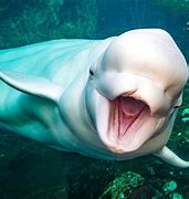 Image result for Balooga Whale Funny