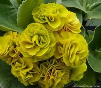Résultat d’images pour Primula auricula Green Shank