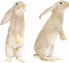 Image result for Bunny Suit PNG