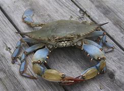 Image result for Crabs