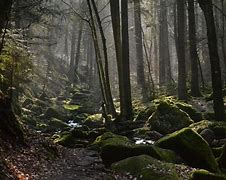 Image result for Germany Black Forest Landscape 1920X1080