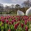 Image result for Keukenhof Tulip Gardens Holland