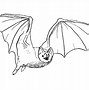 Image result for Albino Fruit Bat Drawing