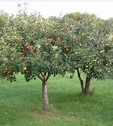 Image result for dwarf fruit tree care