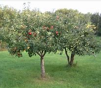 Image result for Apple Tree Standing