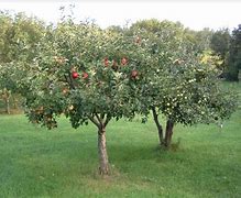 Image result for Semi-Dwarf Gala Apple Tree