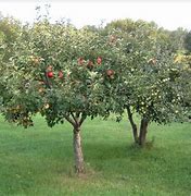 Image result for Bush Semi-Dwarf Apple Tree