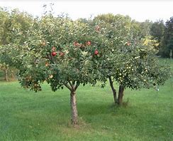 Image result for Semi-Dwarf Honeycrisp Apple Tree