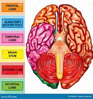 Image result for Human Brain Capacity