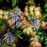 Mahonia aquifolium కోసం చిత్ర ఫలితం
