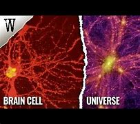 Image result for Universe Looks Like a Brain